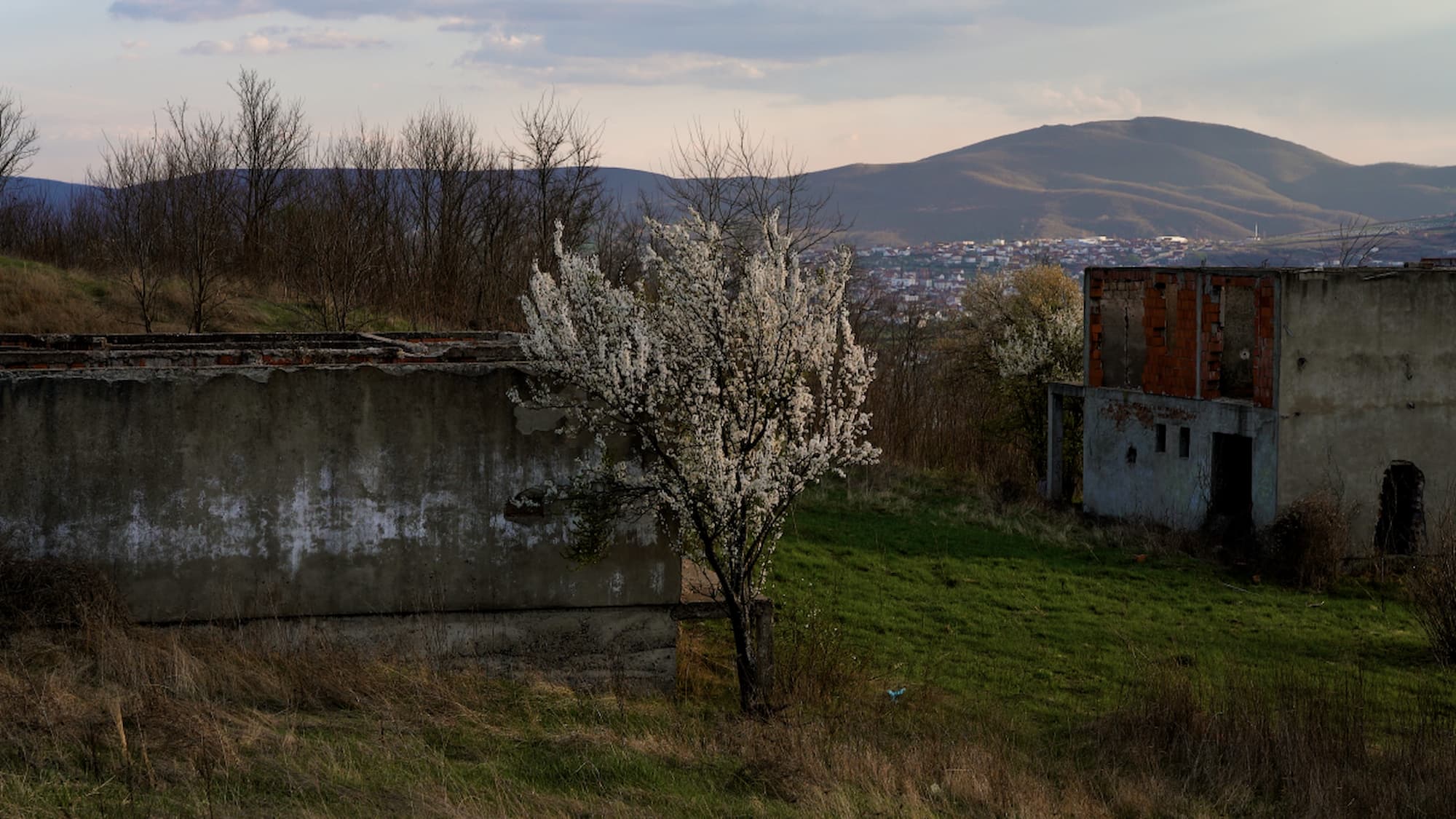 Pokrajina v Mitrovici s cvetočim drevesom z belimi cvetovi.